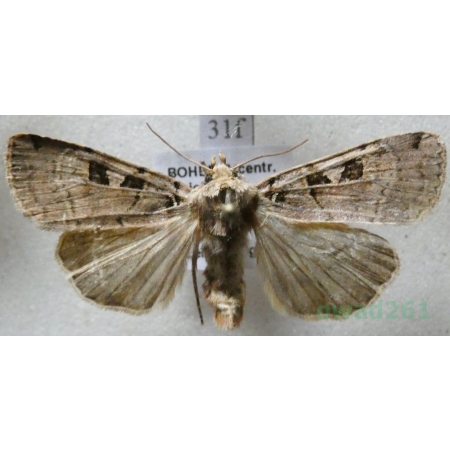 Xestia triangulum (Hufnagel, 1766) Rolnica trójkątówka Czech31f